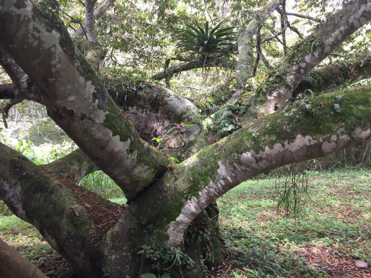 Glamping El Arbol En La Casa Villa San Antonio del Tequendama ภายนอก รูปภาพ